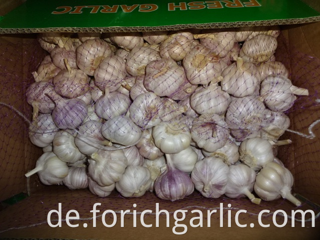 Different Sizes Normal Garlic 2019